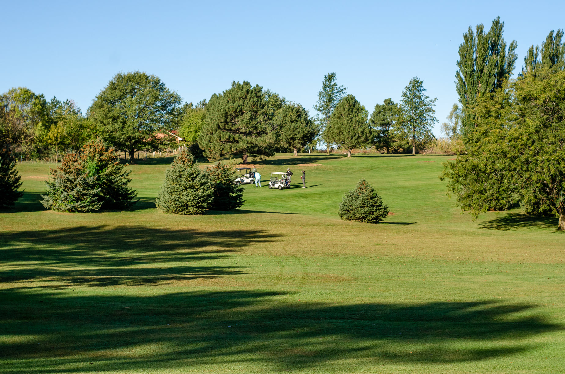 golf course green with trees